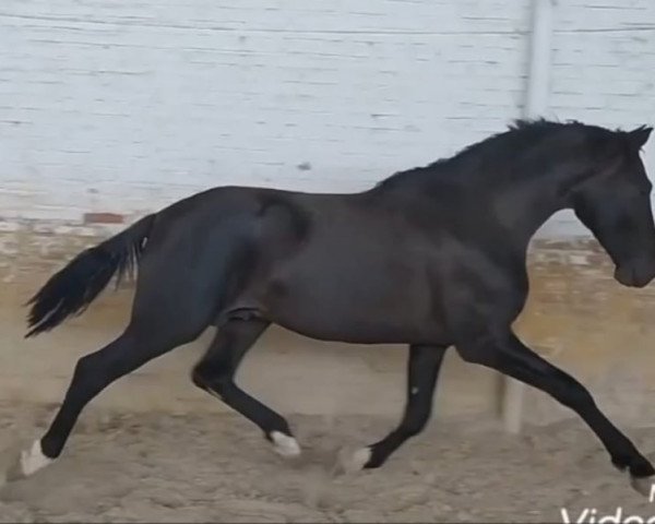 horse URDIDOR (Pura Raza Espanola (PRE),  )