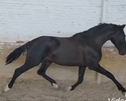 horse Urdidor (Pura Raza Espanola (PRE),  )