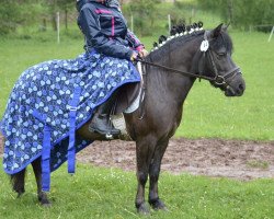 Pferd Felix (Shetland Pony, 2004)