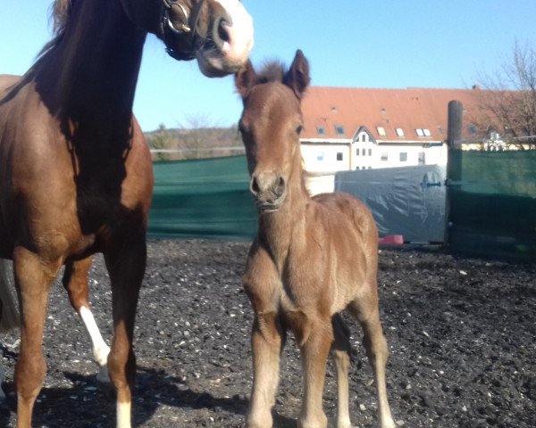 Dressurpferd Petit Biscuit (Deutsches Reitpony, 2020, von Blitz und Donner)