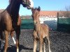 dressage horse Petit Biscuit (German Riding Pony, 2020, from Blitz und Donner)