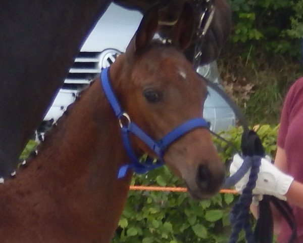 jumper Miami´s Chacco Girl (German Sport Horse, 2017, from Chacco's Son II)