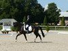 dressage horse Comedy 6 (Holsteiner, 2005, from Contender)