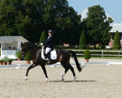 dressage horse Comedy 6 (Holsteiner, 2005, from Contender)