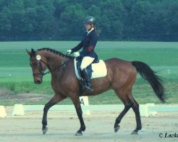 horse Oskar (Senner horse, 2009, from Quack AA)