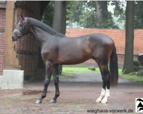 dressage horse Facetime (Oldenburg, 2019, from Franklin)