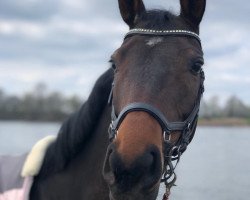 jumper May Be 58 (German Sport Horse, 2012, from Donauklang)