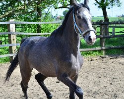 dressage horse Belana Coco (Westfale, 2013, from Balous Bellini)