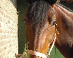 dressage horse Colby C (Rhinelander, 2004, from Cobos)