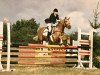 stallion Kirby Cane Bugler (Welsh-Pony (Section B), 1975, from Kirby Cane Sundog)