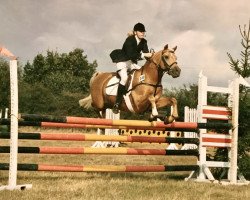 Deckhengst Kirby Cane Bugler (Welsh Pony (Sek.B), 1975, von Kirby Cane Sundog)