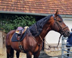 jumper Cool man 38 (KWPN (Royal Dutch Sporthorse), 2008, from Carolus II)