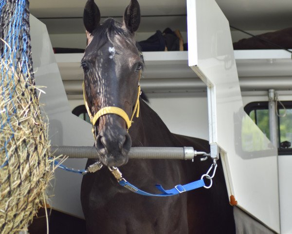 broodmare Cola Light 4 (Oldenburg show jumper, 2014, from Cachassini)