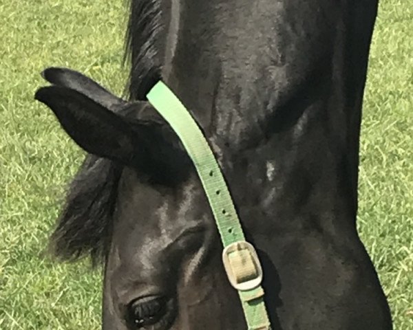 dressage horse Fürst Feliciano 3 (Hanoverian, 2017, from Fürst Jazz)