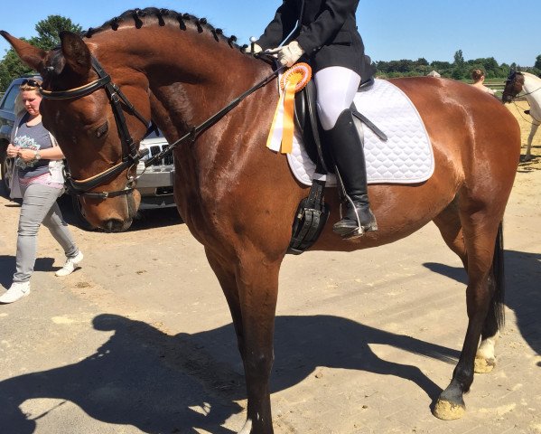 jumper Grandina 33 (Latvian Warmblood, 2007, from Guidons)