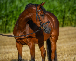 jumper Rea des Perves (Pony without race description, 2005, from Soleil de l'Aune)