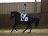 dressage horse Fury 537 (Pura Raza Espanola (PRE), 2009)