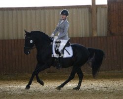 dressage horse Fury 537 (Pura Raza Espanola (PRE), 2009)