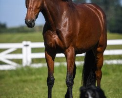 jumper Jetske II (+) (KWPN (Royal Dutch Sporthorse), 2014, from VDL Harley)