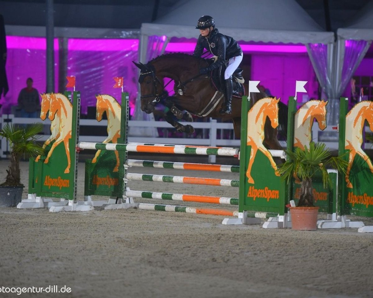 broodmare Latours Girl HaB Z (Zangersheide riding horse, 2015, from Latour VDM)