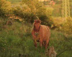 Pferd Meghan V (Dt.Part-bred Shetland Pony, 2019, von Inuk von Salza)