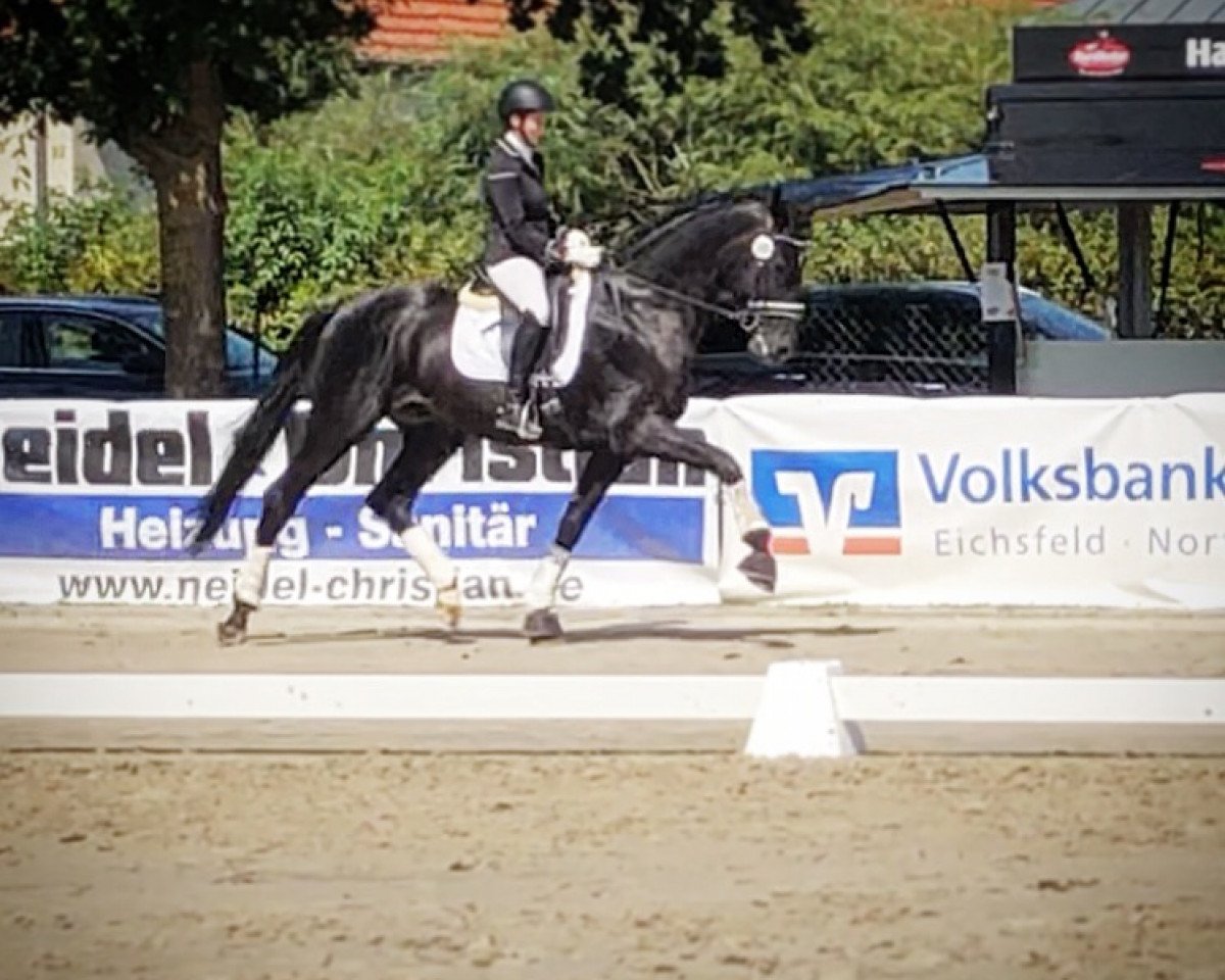 Dressurpferd Fantastic F (Hannoveraner, 2015, von Fürst Nymphenburg II)