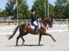 dressage horse Hofglanz 2 (Trakehner, 2003, from Hoftänzer)