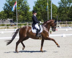 dressage horse Hofglanz 2 (Trakehner, 2003, from Hoftänzer)