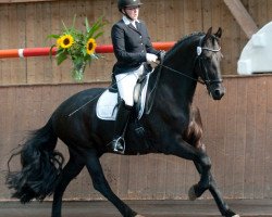 dressage horse Tönjes (Friese, 2010, from Odin fan Goosefeld)