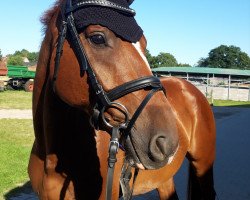 dressage horse Quincy G 4 (German Warmblood, 2014, from Quaterback)