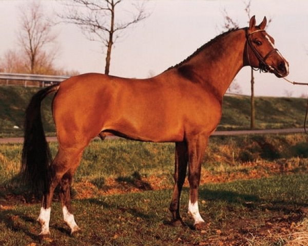 stallion Nucari (Nederlands Rijpaarden en Pony, 1986, from Nut ox)