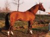 stallion Nucari (Nederlands Rijpaarden en Pony, 1986, from Nut ox)