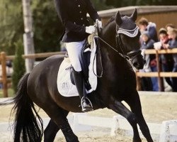 dressage horse Bon Cello (German Riding Pony, 2011, from Batman)