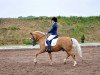 dressage horse Garfield (German Riding Pony, 2008, from FS Golden Highlight)