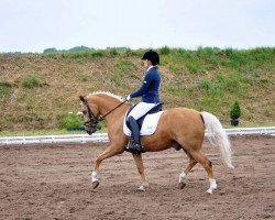 Dressurpferd Garfield (Deutsches Reitpony, 2008, von FS Golden Highlight)