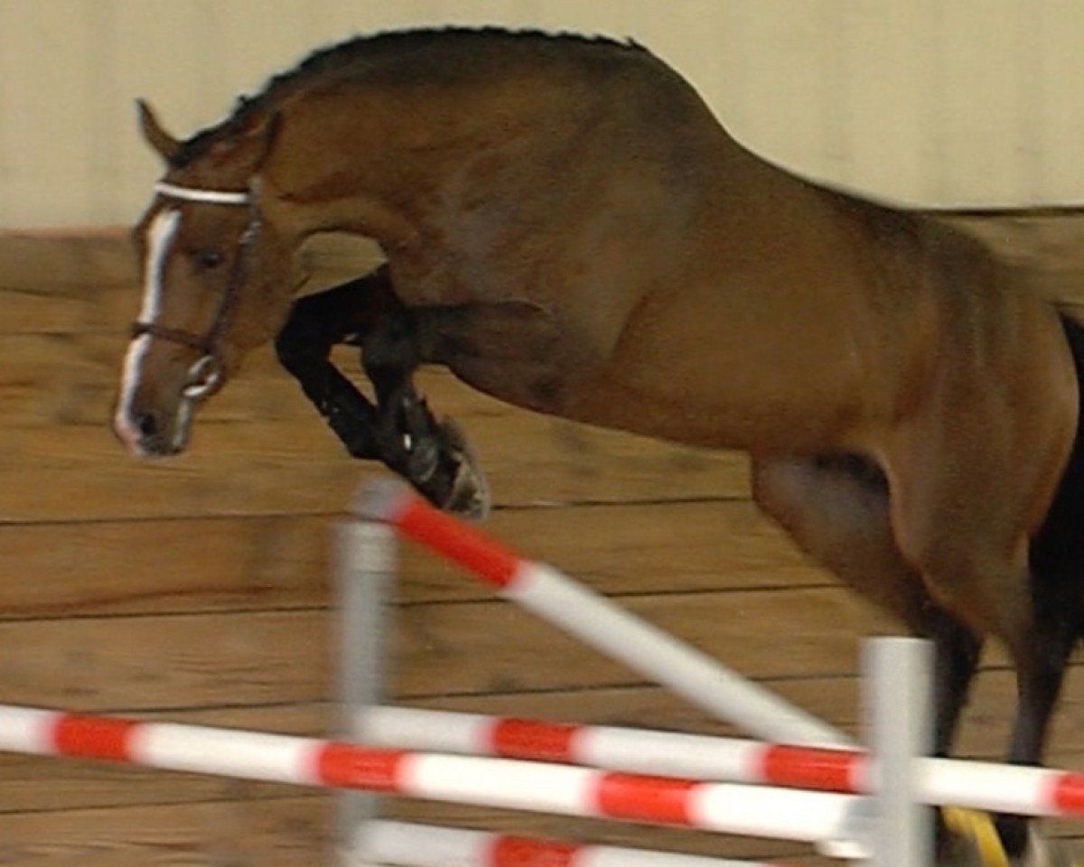 jumper Everest de Riverland (Selle Français, 2014, from Lifestyle)