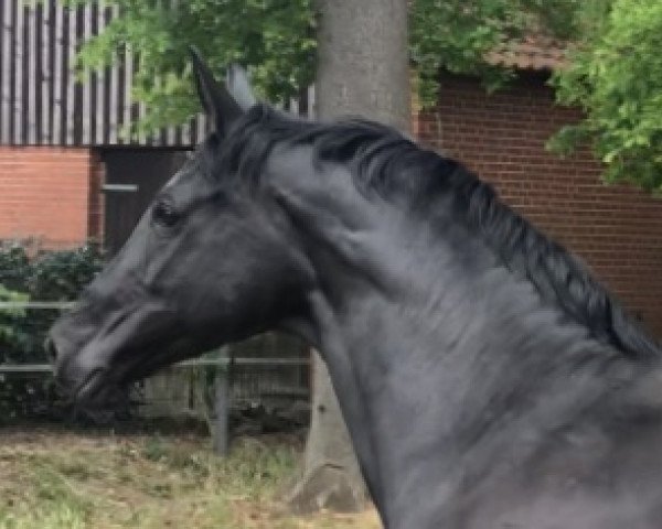 dressage horse Smilla 124 (Oldenburg, 2014, from San Amour I)