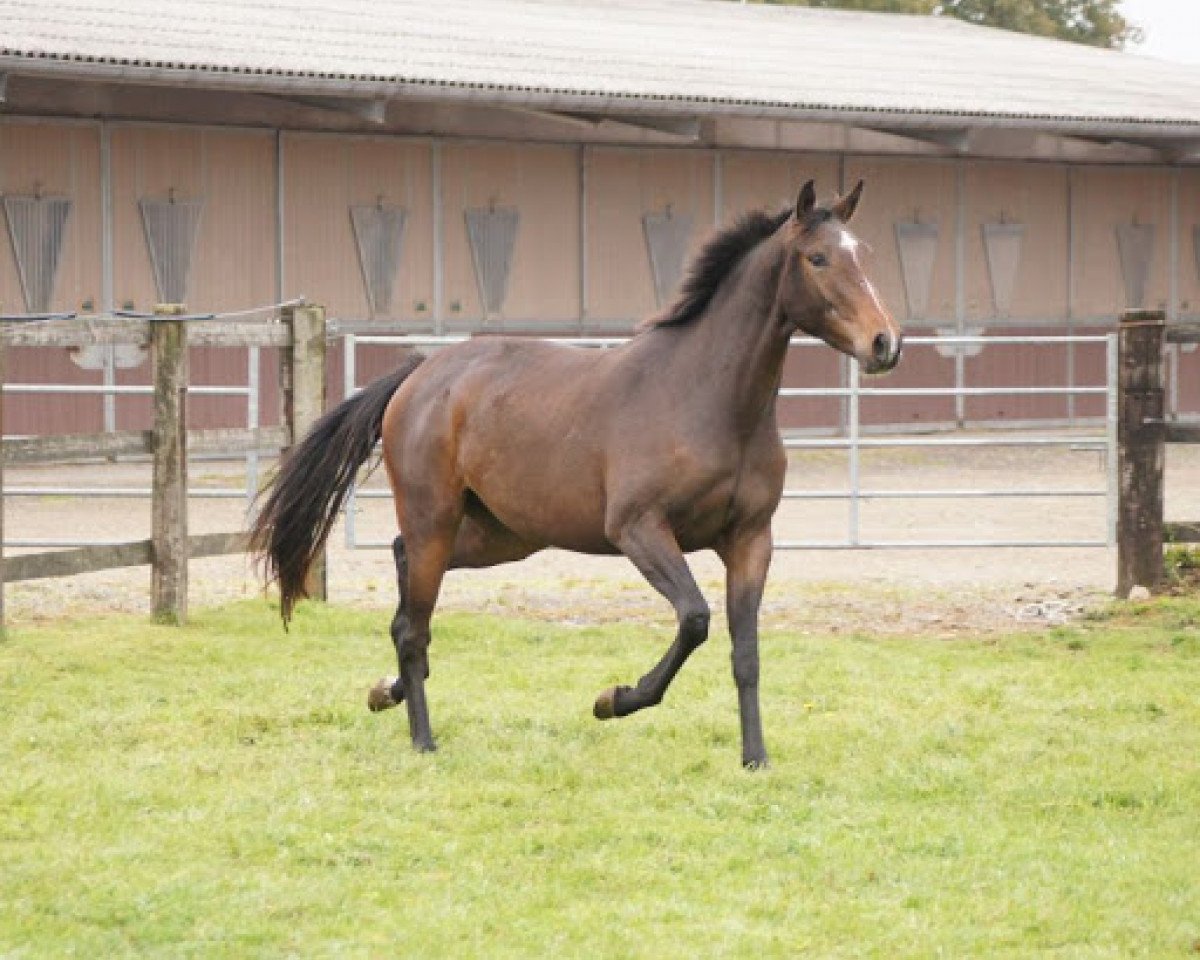 Springpferd Dynastie de Riverland (Selle Français, 2013, von Sunday de Riverland)