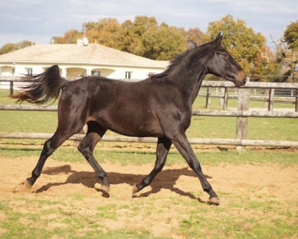 horse Diego de Riverland (Selle Français, 2013, from Sunday de Riverland)