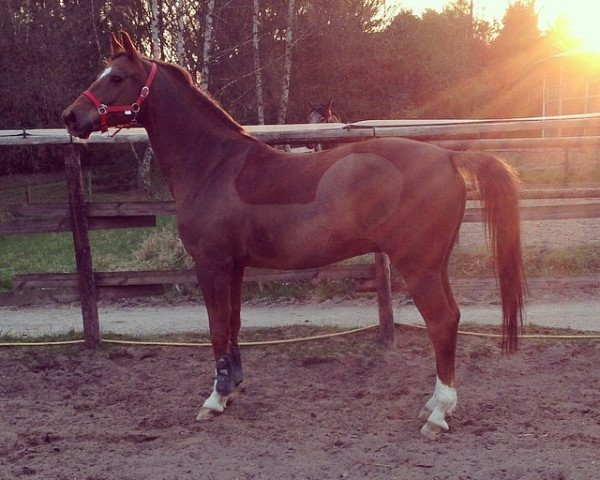 Pferd Rosenstolz 62 (Württemberger, 2002, von Rothenburg J)