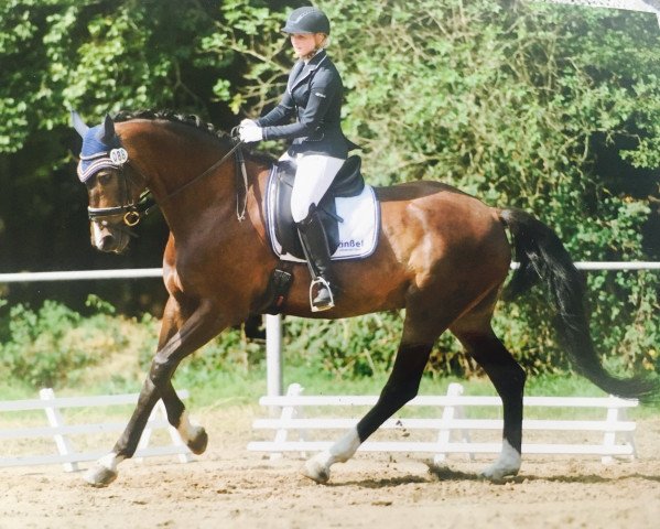 dressage horse Caruso F (Oldenburg show jumper, 2009, from Clintord)