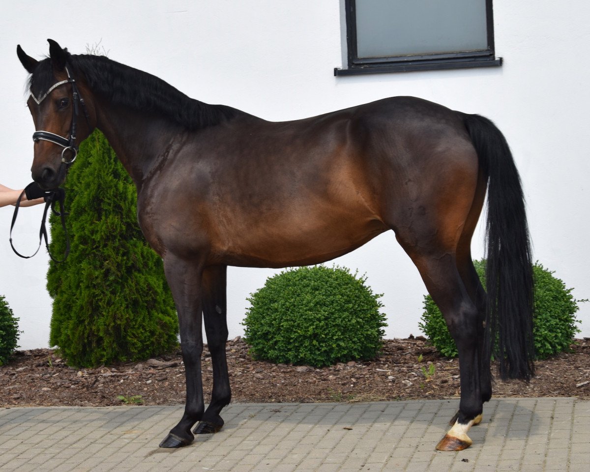 broodmare Sarkoza (Oldenburg, 2011, from Sarkozy 3)