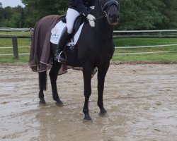 dressage horse Esperanto 25 (Trakehner, 2005, from Hibiskus)