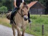 horse Merlin (Fjord Horse, 2000, from Merkur N.2743)