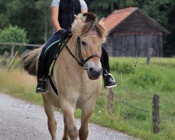 horse Merlin (Fjord Horse, 2000, from Merkur N.2743)