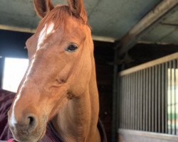 broodmare Bente (Holsteiner, 2009, from Quo Vados I)