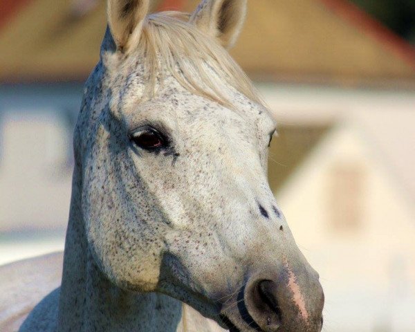 horse Lea (German Warmblood, 1996, from Rheingraf)