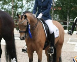 dressage horse Silverrino (German Riding Pony, 2002, from Silverado)