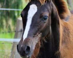 Dressurpferd Venustas Dark Chocolate Fox (Deutsches Reitpony, 2016, von Dark Dornik)