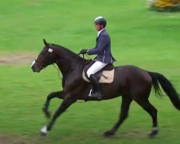 stallion Grenoble van de Withoeve (Belgian Warmblood, 2006, from Wandor van de Mispelaere D'10)